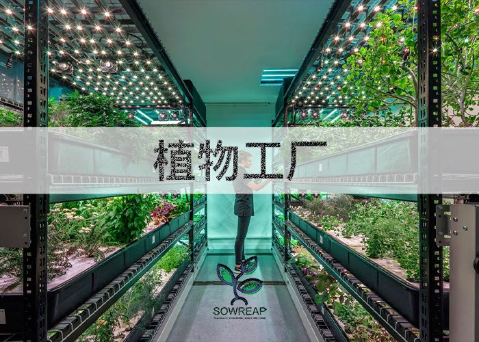 植物工厂